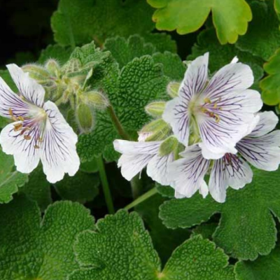 Герань Ренарда Герань Ренарда фото