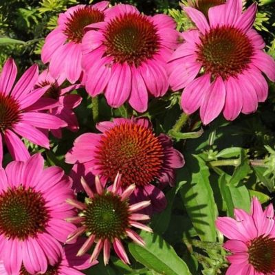 Эхинацея Сенсэйшн Пинк Эхинацея Сенсэйшн Пинк - Dolina-Sad.Ru
