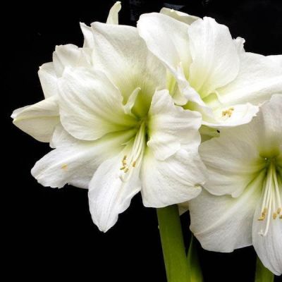 Амариллис Антарктика Амариллис Антарктика фото