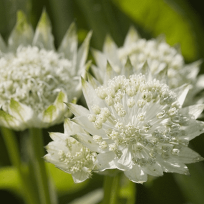 Астранция Вайт Ангел , С1,5 фото