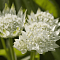 Астранция Вайт Ангел , С1,5 фото