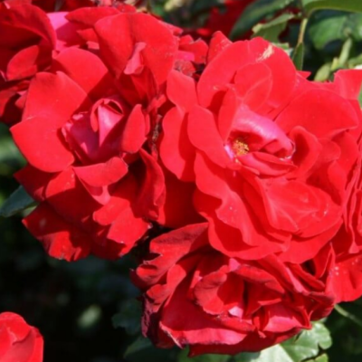 Роза Сантана Роза Сантана фото