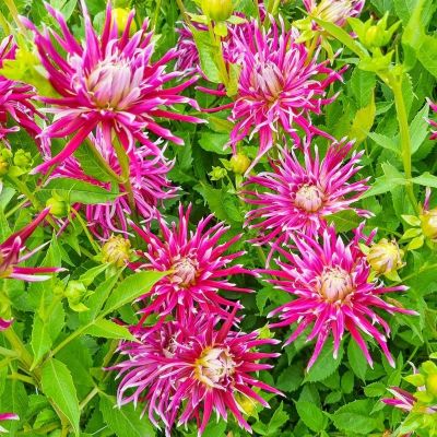 Георгина Чайна Товн Сонг - Dolina-Sad.Ru