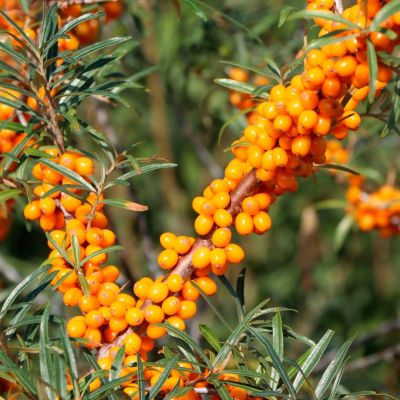 Облепиха крушиновидная Фрисдорфер Оранж Облепиха крушиновидная Фрисдорфер Оранж - Dolina-Sad.Ru