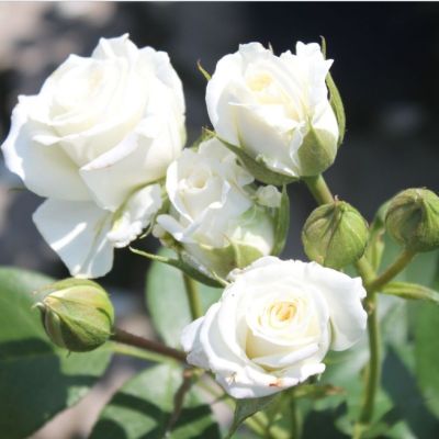 Роза Штамбовая Алабастер Роза Штамбовая Алабастер - Dolina-Sad.Ru