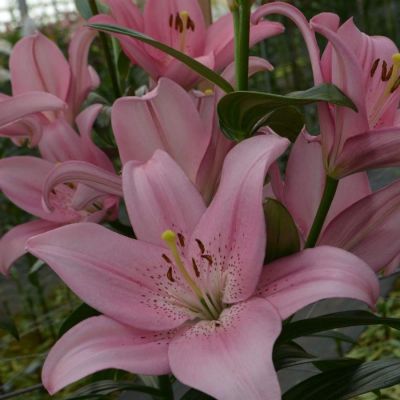 Лилия Пачано Лилия Пачано - Dolina-Sad.Ru