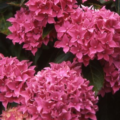 Гортензия крупнолистная Товелит Гортензия крупнолистная Товелит - Dolina-Sad.Ru