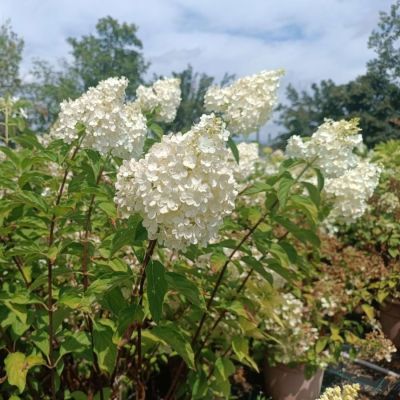 Гортензия метельчатая Ванилла Фрейз, С3 Гортензия метельчатая Ванилла Фрейз, С3 - Dolina-Sad.Ru