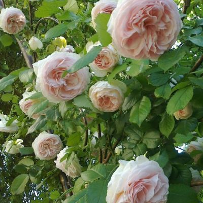 Роза Перл Роза Перл - Dolina-Sad.Ru