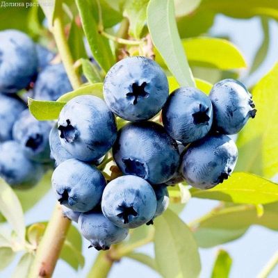 Голубика Норткантри Голубика Норткантри фото