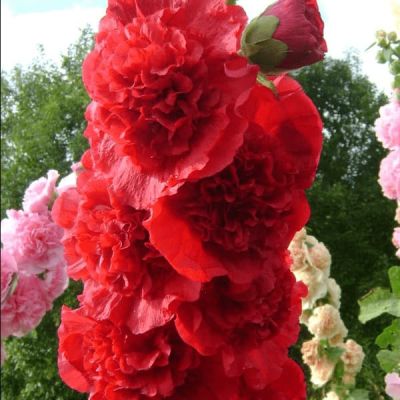 Шток-роза Алая фото