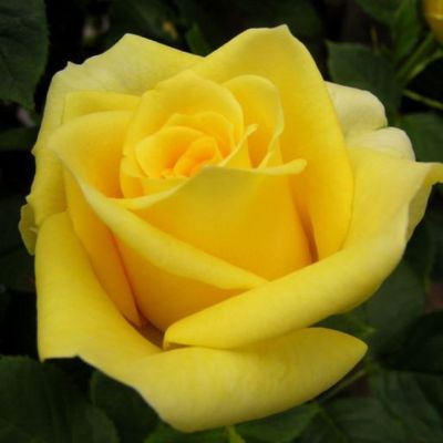 Роза Прада Роза Прада - Dolina-Sad.Ru