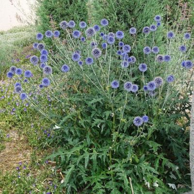 Мордовник обыкновенный Мордовник обыкновенный - Dolina-Sad.Ru