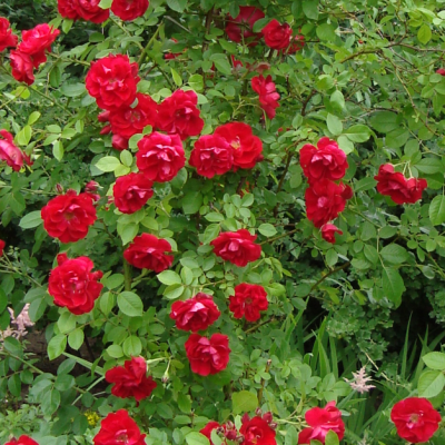 Роза Сантана Роза Сантана фото