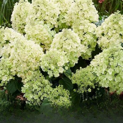 Гортензия метельчатая Би Хеппи, С2 Гортензия метельчатая Би Хеппи, С2 - Dolina-Sad.Ru