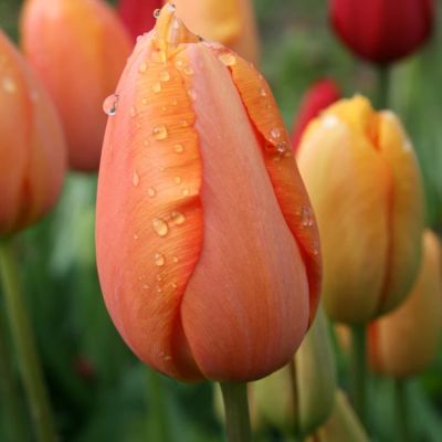 Тюльпан Дордоне Тюльпан Дордоне фото