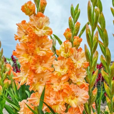 Гладиолус Великая королева Елизавета Гладиолус Великая королева Елизавета - Dolina-Sad.Ru