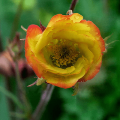 Гравилат Нонна , С1,5 Гравилат Нонна , С1,5 фото