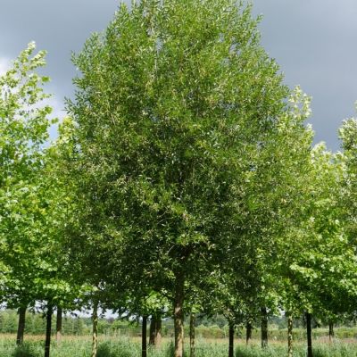 Ива ломкая, С3 - Dolina-Sad.Ru