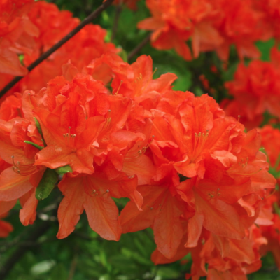 Рододендрон японский лососевый Рододендрон японский лососевый - Dolina-Sad.Ru