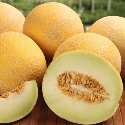 Дыня Медовый Спас (А) Дыня Медовый Спас (А) фото