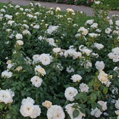 Роза Космос Роза Космос - Dolina-Sad.Ru