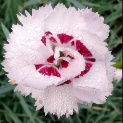 Гвоздика перистая Ине фото