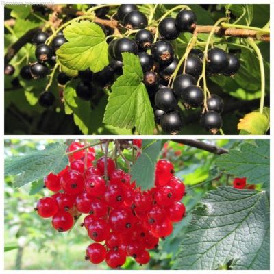 Комплект Смородины Комплект Смородины фото