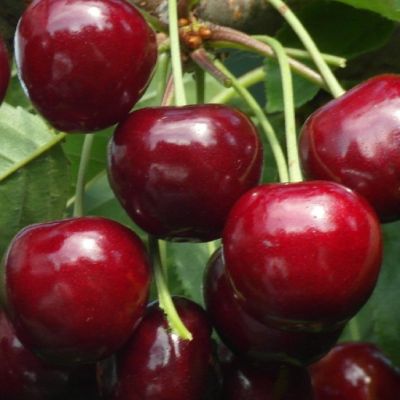 Черешня Гронковая - Dolina-Sad.Ru