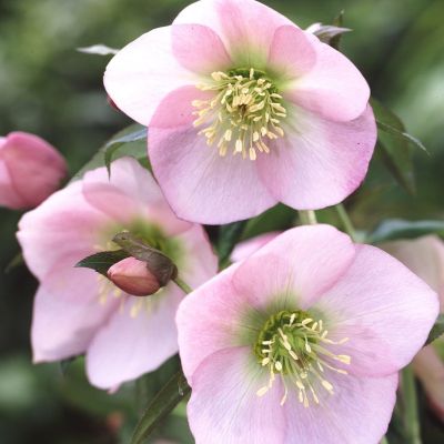 Морозник Претти Эллен Пинк - Dolina-Sad.Ru