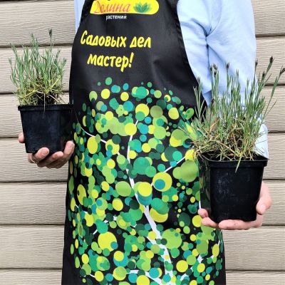 Гвоздика перистая "Дабл Роуз" Гвоздика перистая "Дабл Роуз" фото