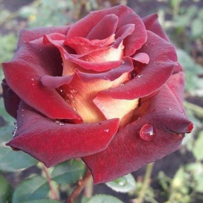 Роза Эдди Митчелл - Dolina-Sad.Ru