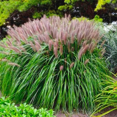 Пеннисетум лисохвостный Ред Хэд Пеннисетум лисохвостный Ред Хэд - Dolina-Sad.Ru