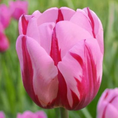 Тюльпан Претти Принцес Тюльпан Претти Принцес фото