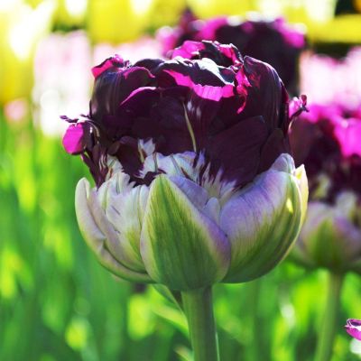 Тюльпан Блю Вау Тюльпан Блю Вау фото