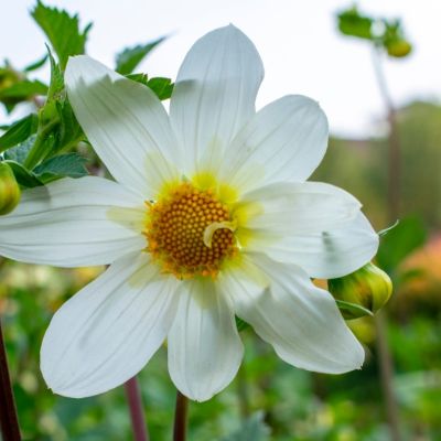 Георгина Снизи - Dolina-Sad.Ru