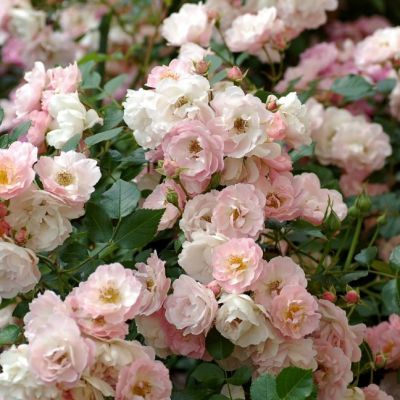 Роза Перл Роза Перл - Dolina-Sad.Ru