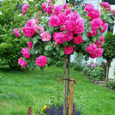 Роза Штамбовая Кейт Роза Штамбовая Кейт - Dolina-Sad.Ru