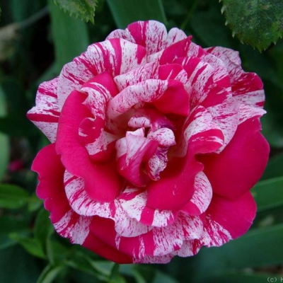 Роза штамбовая Папагено - Dolina-Sad.Ru