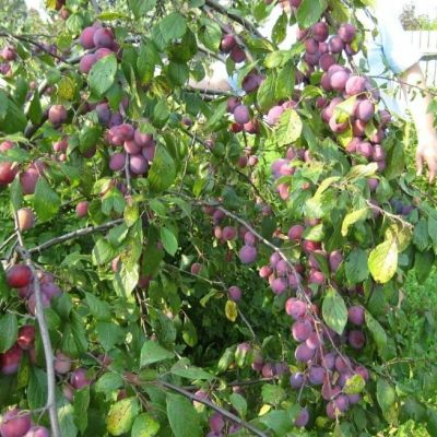 Слива Венера Слива Венера - Dolina-Sad.Ru