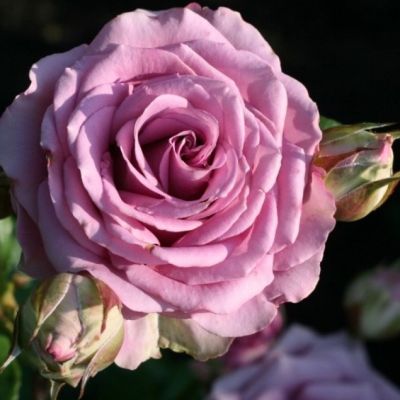 Роза Кул Вотэ в горшке - Dolina-Sad.Ru