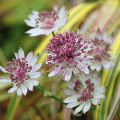 Астранция Рома , x фото