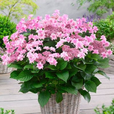 Гортензия крупнолистная Доппио Роза Гортензия крупнолистная Доппио Роза - Dolina-Sad.Ru