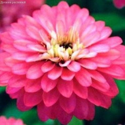 Цинния Захара лососево-розовая Цинния Захара лососево-розовая фото