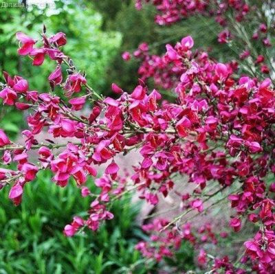 Ракитник пурпурный Ракитник пурпурный фото