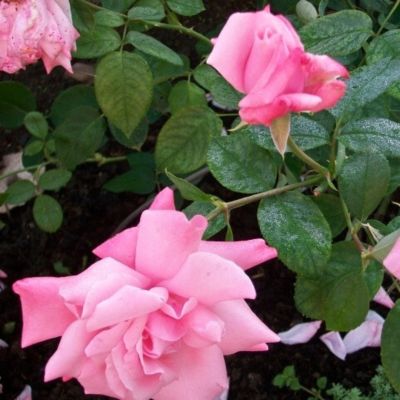 Роза Утро Москвы - Dolina-Sad.Ru