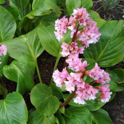 Бадан Беби Долл Бадан Беби Долл - Dolina-Sad.Ru