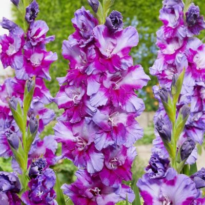 Гладиолус Фиолетовое искусство - Dolina-Sad.Ru