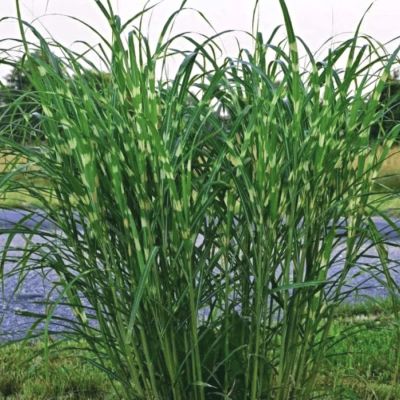 Мискантус китайский Стриктус Дварф Мискантус китайский Стриктус Дварф - Dolina-Sad.Ru