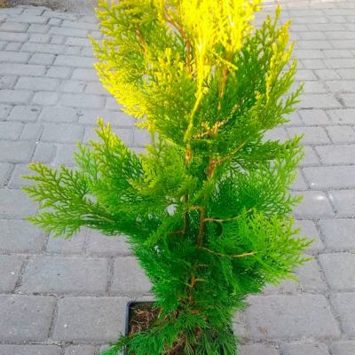 Туя восточная Голден Минарет Туя восточная Голден Минарет - Dolina-Sad.Ru